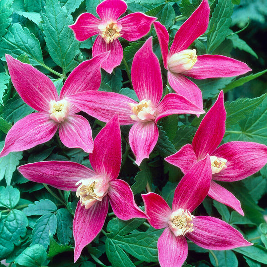 Clematis 'Ruby'