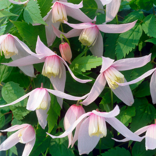 Clematis 'Willy'