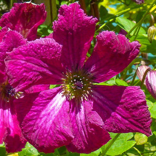 Clematis 'Rubra'