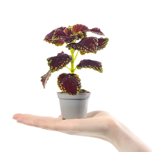 Baby Coleus 'Main Street Abbey Road'