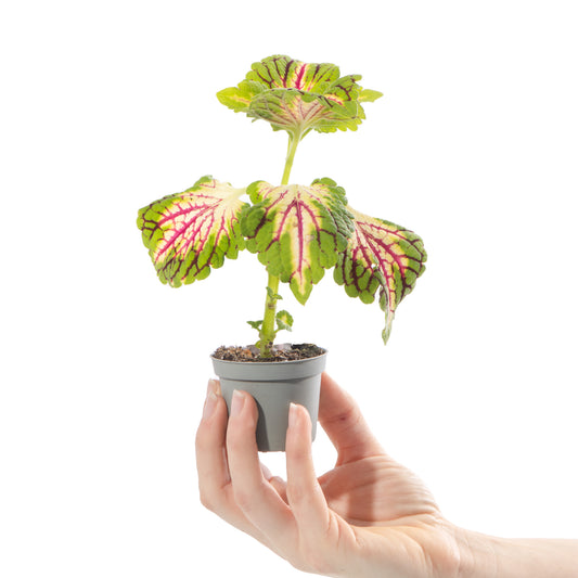 Baby 'Coleus Space Cake'