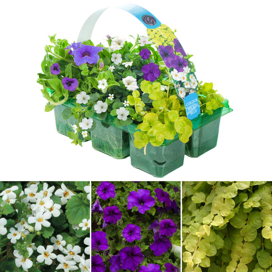 Colour Splash Blue Basket Plants