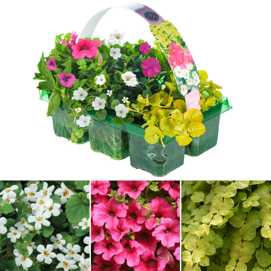 Colour Splash Pink Basket Plants