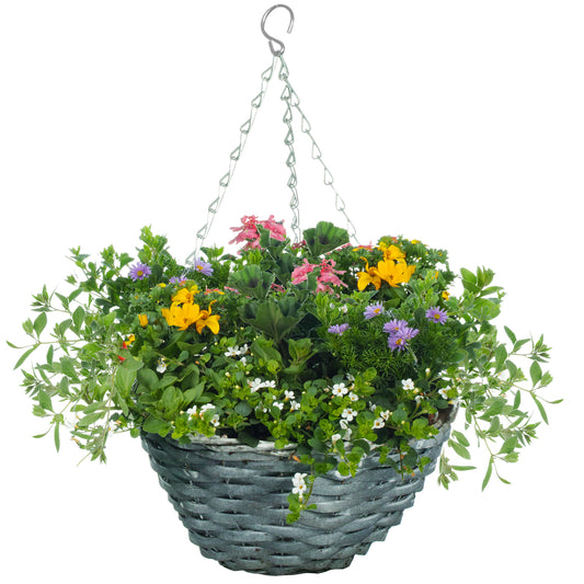 Mixed Hanging Basket Plants