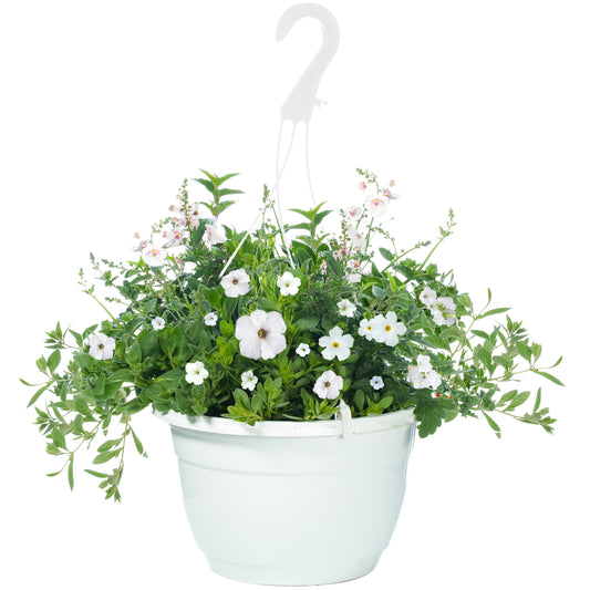 White Shades Hanging Basket Plants