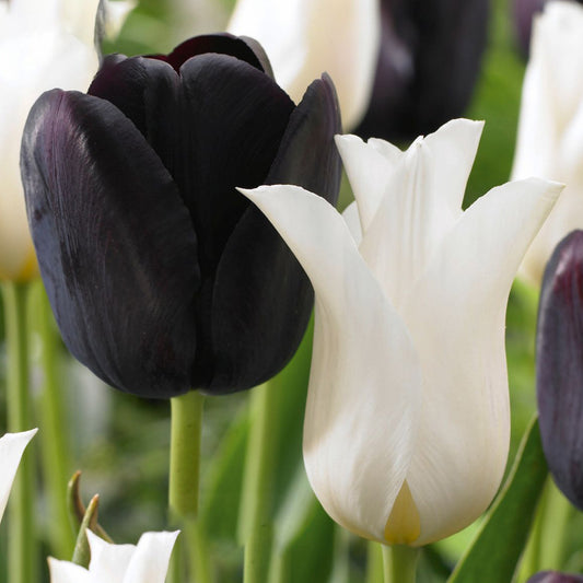 Tulip Garden Mix - Black & White