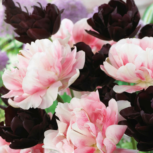 Tulip Garden Mix - Double Black & Pink