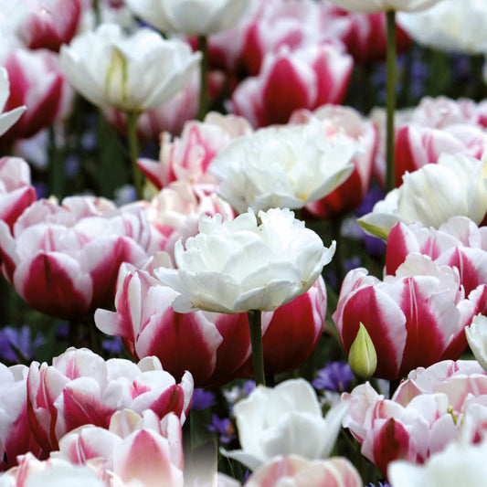 Tulip Double Garden Mix - Red & White