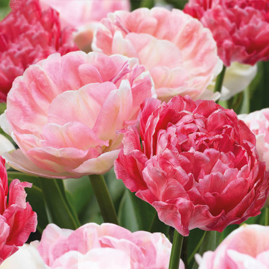 Tulip Garden Mix - Double Pink