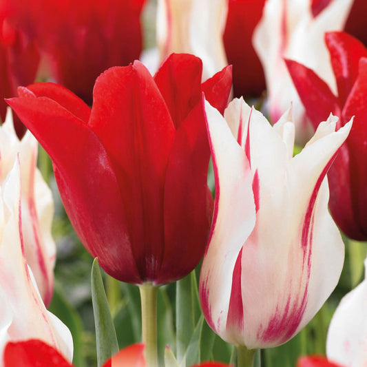 Tulip Garden Mix - Red & White