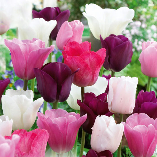 Tulip Garden Mix - Pink & White & Purple