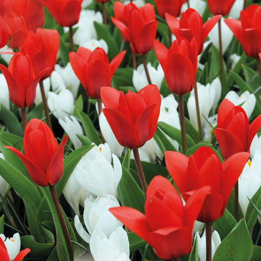 Tulip & Crocus Garden Mix