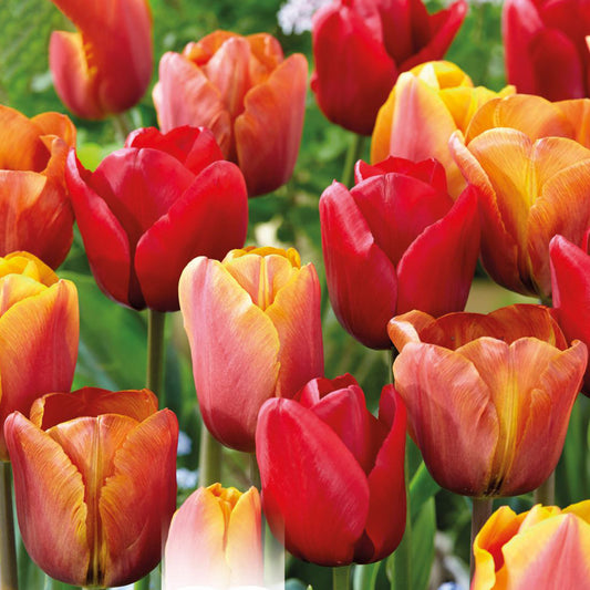 Tulip Garden Mix - Red & Orange & Yellow