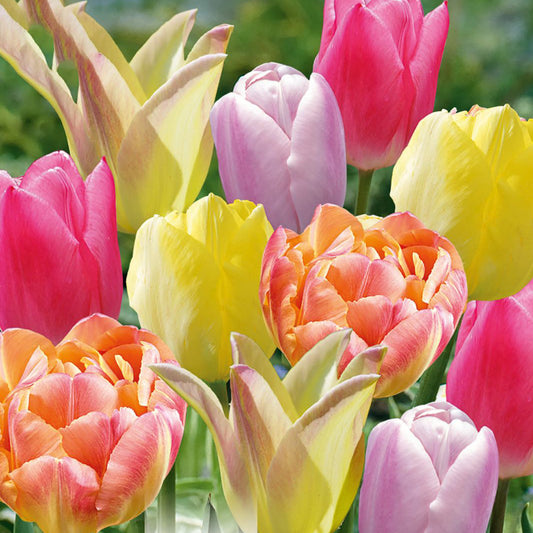 Tulip Garden Mix - Soft Tones