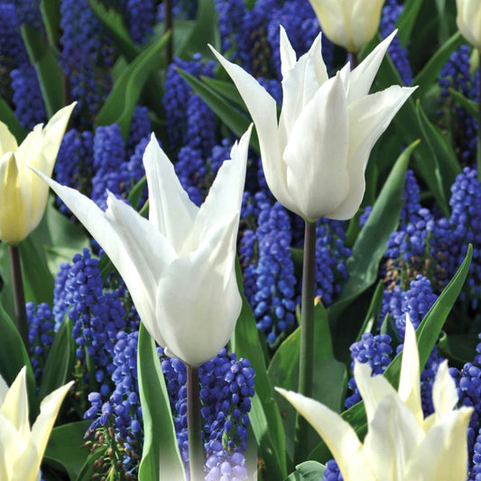 Tulip & Grape Hyacinth Garden Mix - Blue