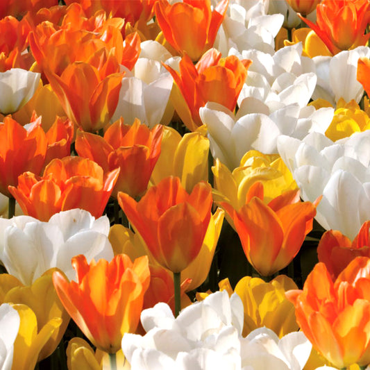 Tulip Garden Mix - White & Yellow & Orange