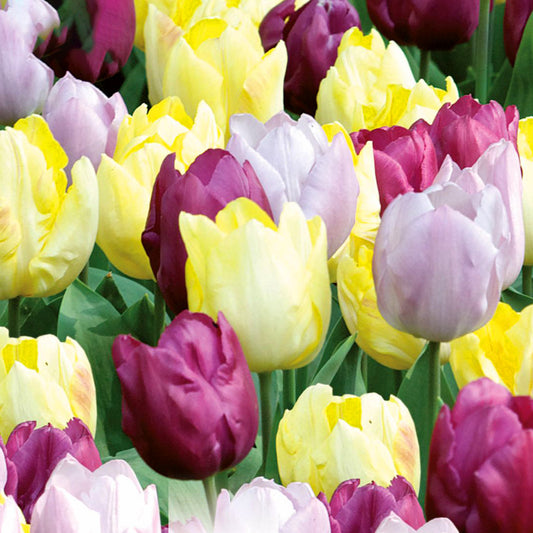 Tulip Garden Mix - Yellow & Purple & Lilac