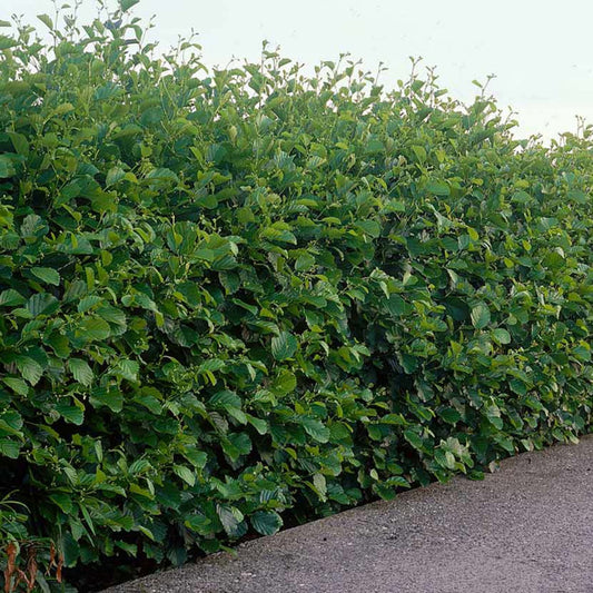 Common Alder Bare Root Hedge