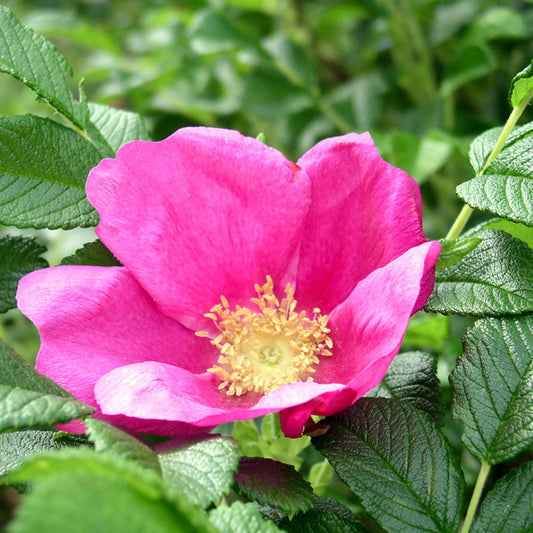 Common Wild Rose Bare Root Hedge