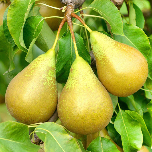 Pear 'Conference' Patio Tree