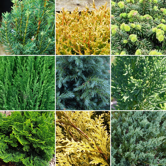 Evergreen Conifer Plant Mix