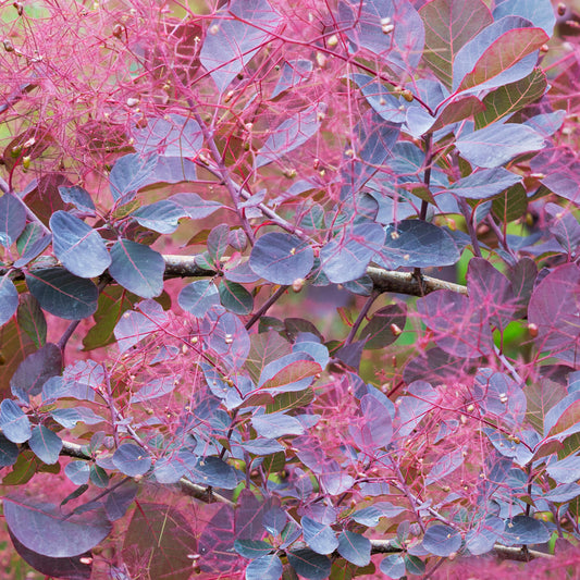 Cotinus 'Dusky Maiden'