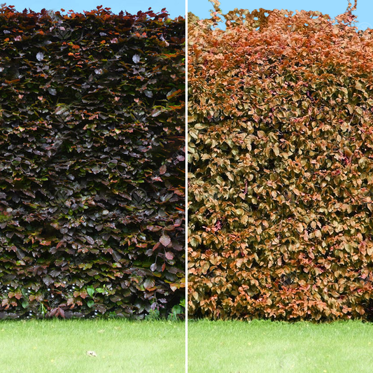 Copper Beech Bare Root Hedge