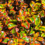 Coprosma 'Inferno'