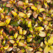 Coprosma 'Pina Colada'