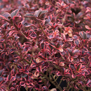 Coprosma 'Rainbow Surprise'