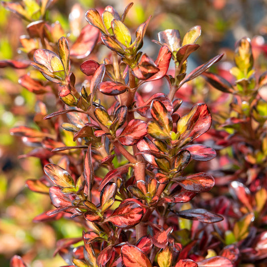 Coprosma 'Evening Glow'