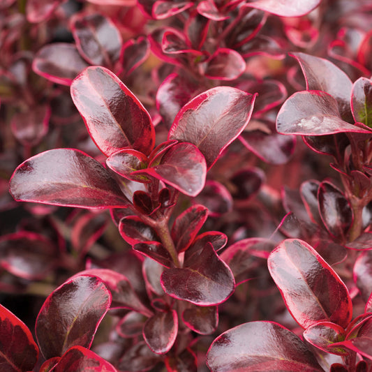 Coprosma 'Fireburst'