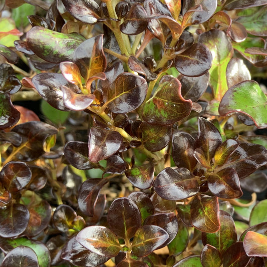 Coprosma 'Midnight Martini'