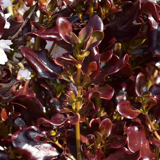 Coprosma 'Pacific Night'