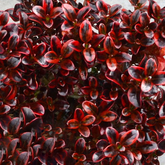 Coprosma Scarlet 'O'Hara'