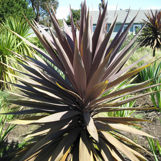 Cordyline 'Burgundy Spire'