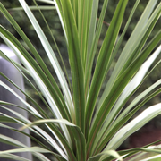 Cordyline 'Atlantic Green'