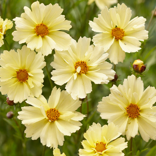 Coreopsis 'UpTick Cream'