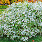 Cornus 'Elegantissima'