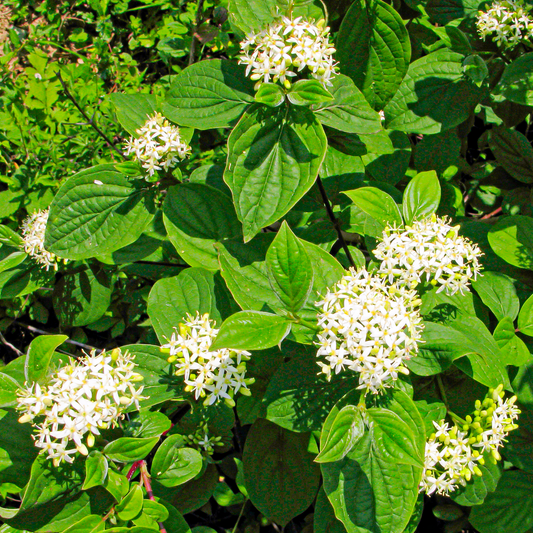 Common Dogwood Bare Root Hedge