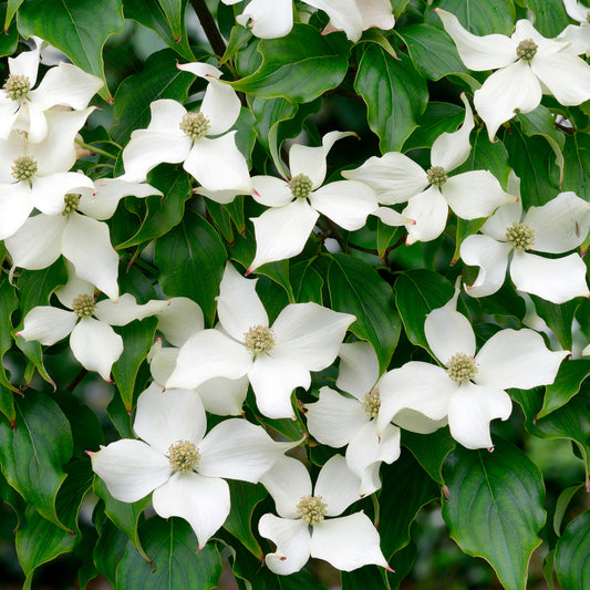 Cornus kousa