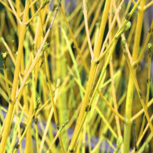 Cornus 'Flaviramea'