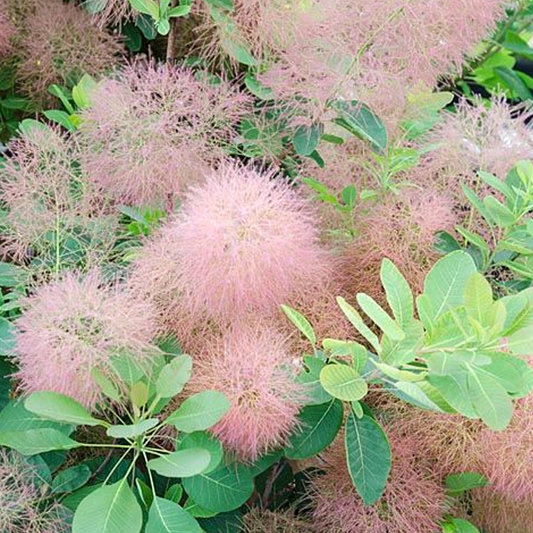 Cotinus 'Candy Floss'