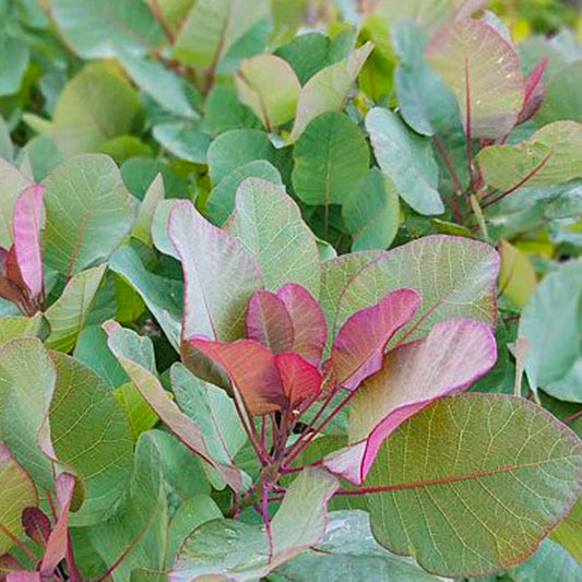 Cotinus 'Old Fashioned'