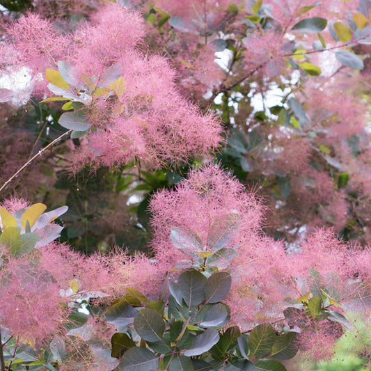 Cotinus 'Grace'