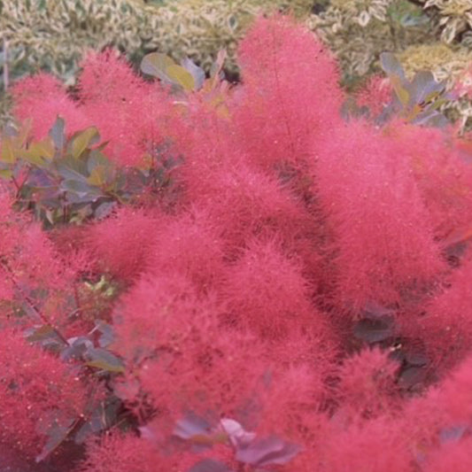 Cotinus 'Ruby Glow'