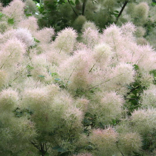 Cotinus 'Young Lady'