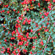 Cotoneaster 'Coral Beauty'