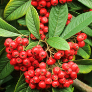 Cotoneaster 'Cornubia'