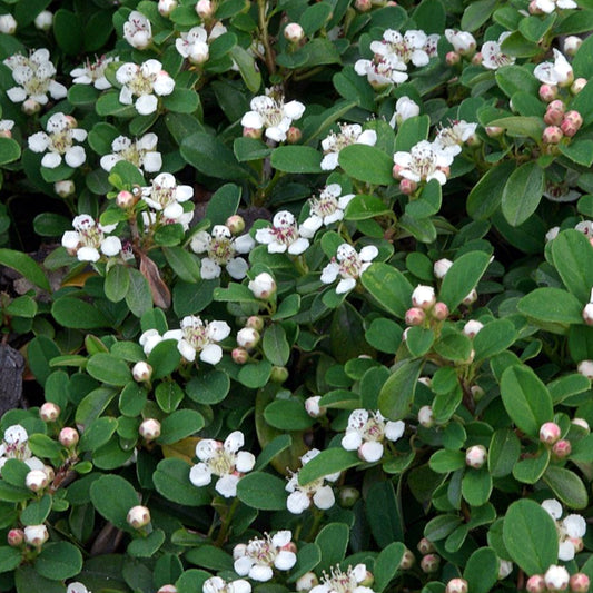 Cotoneaster 'Queen of Carpets'